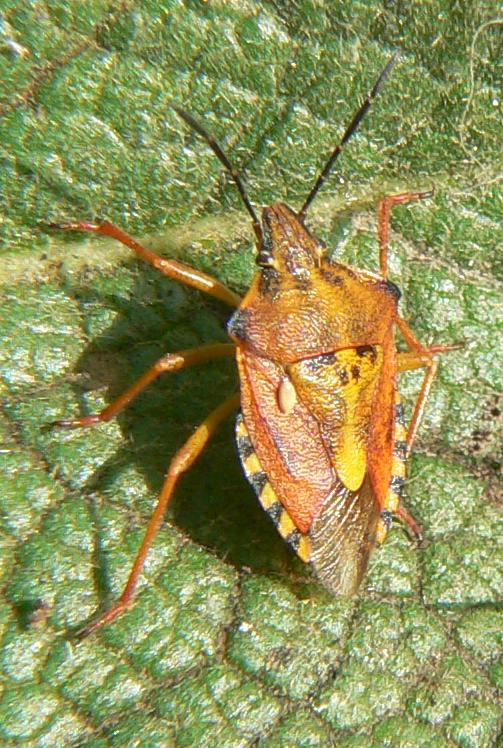 Carpocoris purpureipennis